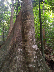 Palaquium galactoxylum