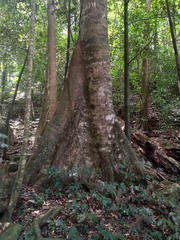 Palaquium galactoxylum