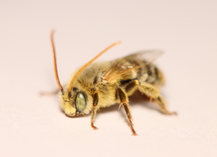 Melissodes agilis