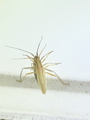 Three-spined Grass Bug photo 2