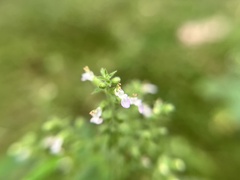 Teucrium viscidum