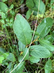 Salix myrtillifolia