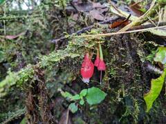 Macleania rupestris