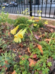 Oxalis pes-caprae