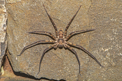 Heteropoda procera