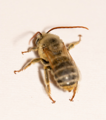 Melissodes agilis
