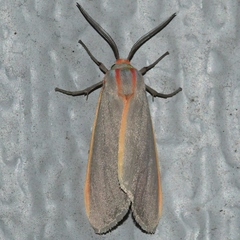 Pygarctia abdominalis
