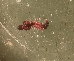 Toxorhynchites speciosus