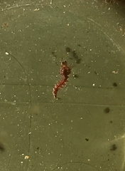Toxorhynchites speciosus