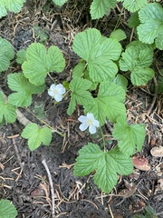 Rubus lasiococcus
