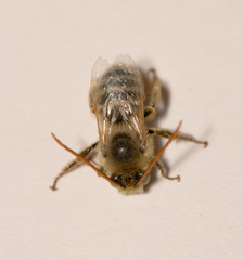 Melissodes agilis