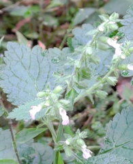 Teucrium viscidum