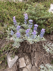 Lupinus obtusilobus