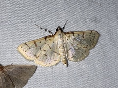 Polygrammodes flavidalis