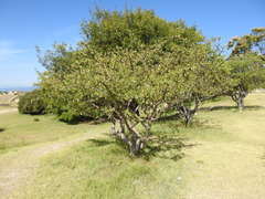 Bursera glabrifolia