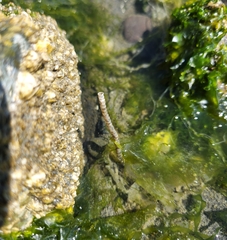 Spiochaetopterus costarum