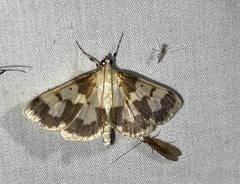 Polygrammodes langdonalis