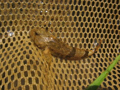 Cottus carolinae