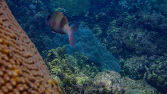 Parupeneus multifasciatus