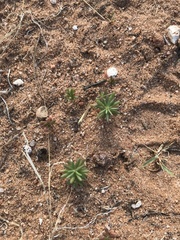Portulaca halimoides