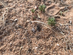 Portulaca halimoides