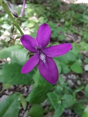 Pseuderanthemum alatum