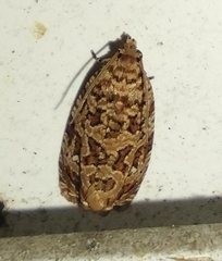 Phaecasiophora confixana