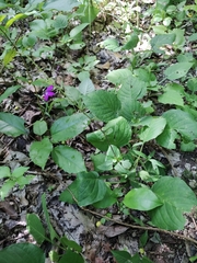 Pseuderanthemum alatum