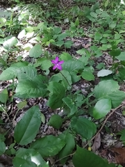Pseuderanthemum alatum