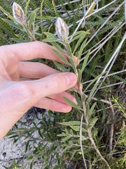 Mountain Heather (Conothamnus)