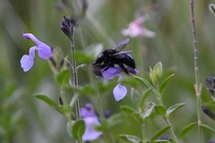 Xylocopa tabaniformis orpifex