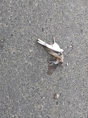 Streptopelia senegalensis