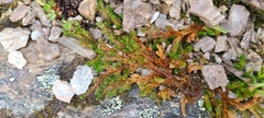 Selaginella sibirica