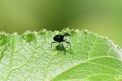 Trachelophorini
