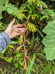 Guzmania xanthobractea