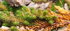 Selaginella sibirica