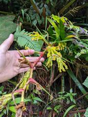 Guzmania xanthobractea