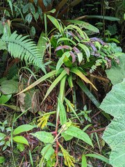 Guzmania xanthobractea