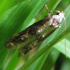 Blastodacna atra