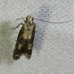 Blastodacna atra