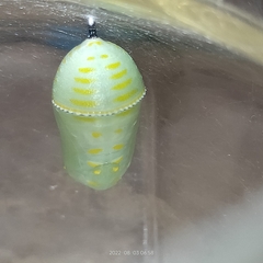 Danaus chrysippus
