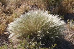 Elymus elymoides elymoides