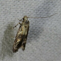 Blastodacna atra