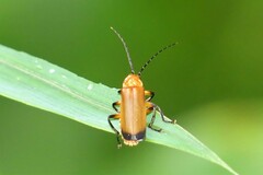 Mimopolemius atrocinctus