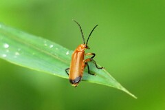 Mimopolemius atrocinctus