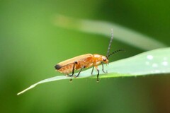 Mimopolemius atrocinctus