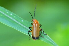 Mimopolemius atrocinctus