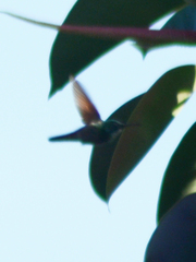 Saucerottia beryllina