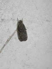 Helcystogramma melantherella