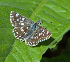Muschampia tessellum
